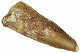 Fossil Spinosaurus Tooth - Real Dinosaur Tooth #298350-1